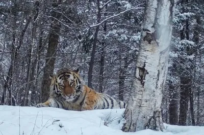 Полосатый «император». Какова вероятность встретить амурского тигра в тайге  | ОБЩЕСТВО | АиФ Владивосток