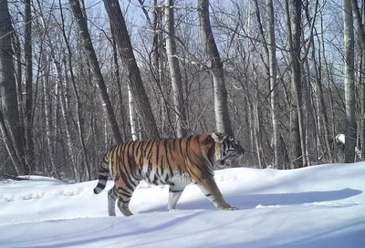 Международный день тигра в галерее «Лес» на ВДНХ