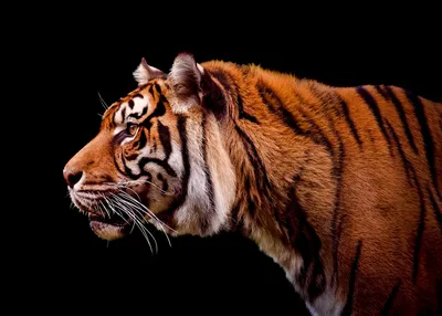 Профиль Tiger Стоковые Фотографии | FreeImages