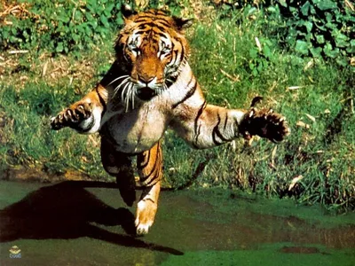 Тигр в прыжке фото фото