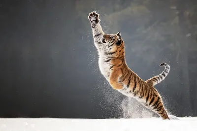 Тигр перед прыжком скачать фото обои для рабочего стола