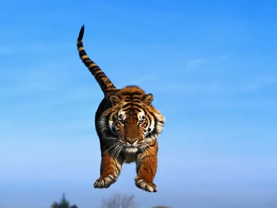 Тигр, изолированные на белом фоне. прыжок опасного амурского тигра. |  Премиум Фото