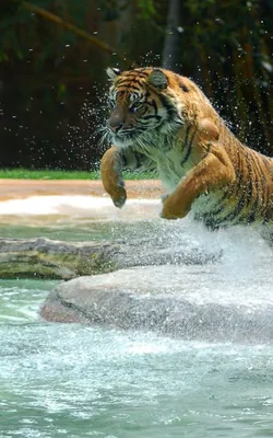 тигр в прыжке: 19 тыс изображений найдено в Яндекс.Картинках | Big cats,  Interesting animals, Animals wild