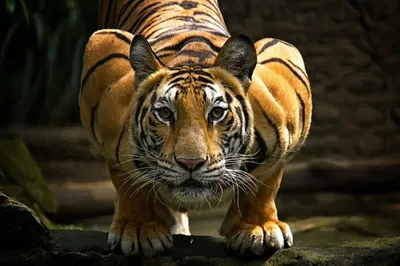 Скачать обои тигр, вода, прыжок, движение, tiger разрешение 1600x1200 #62796