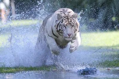 Картинка с тигром, готовящимся к прыжку
