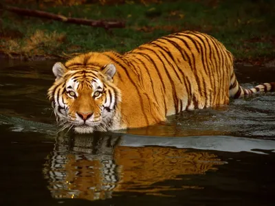 Тигр в воде фото фото