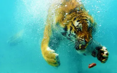 Тигры под водой в фотографиях.