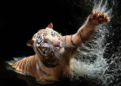 Тигр бежит по воде » Рыжие тигры » Кошачья галерея » Magnus Felidae  (Великие Кошачьи) - красота и превосходство!
