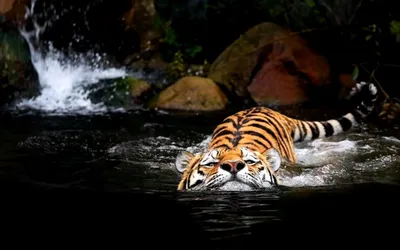 Тигр под водой, эстетично, красиво, …» — создано в Шедевруме
