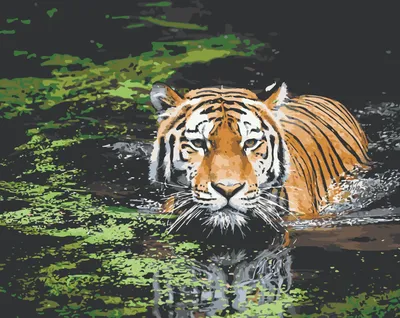 Тигр в воде стоковое фото. изображение насчитывающей природа - 164112780