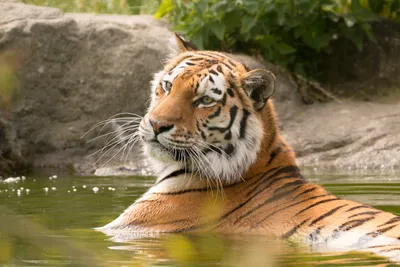 Фото Тигр в воде с вытянутой лапой, фотограф Ivan Lee