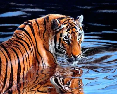 Скачать обои тигр, вода, tiger, water разрешение 1680x1050 #46230
