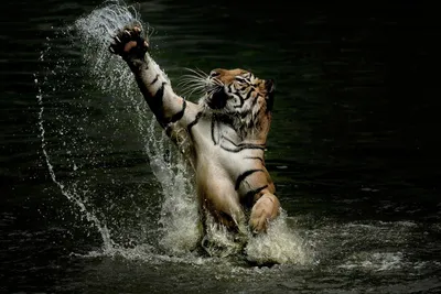 Тигр в воде» картина Эбзеева Шахарби (масло) — заказать на ArtNow.ru