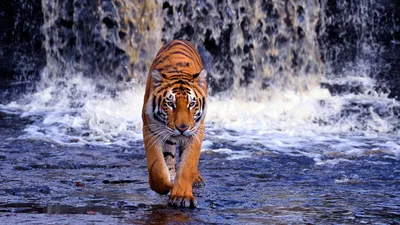 Сибирский Тигр, Panthera Tigris Altaica, Низкий Угол Фото Прямой Вид Лица,  Бег В Воде Прямо На Камеру С Брызгами Воды Вокруг. Атакующий Хищник В  Действии. Тигр В Тайге. Фотография, картинки, изображения и