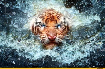 тигр отдыхает в воде, бенгальский тигр, Камине зоопарк Hd фотография фото  фон картинки и Фото для бесплатной загрузки