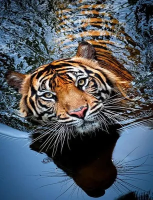 Тигр В Воде — стоковые фотографии и другие картинки Без людей - Без людей,  Большая кошка, Вертикальный - iStock