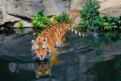 Тигр в воде яркий» — создано в Шедевруме