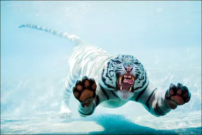 Картина на холсте \"Тигр бежит по воде\"