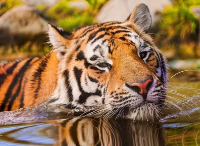 Купить Картины по номерам 40х50 «Тигр в воде» по привлекательной цене во  Владивостоке