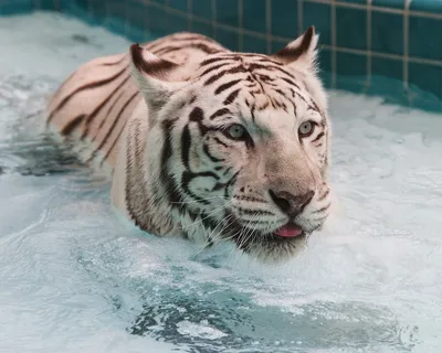 Тигр охотится в воде - онлайн-пазл