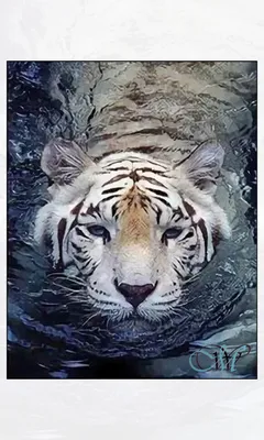 Происхождение любви тигров к воде | Chicken or egg | Дзен
