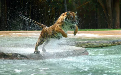 Купить Алмазная картина Тигр в воде 30х40 см. Strateg HX291 недорого