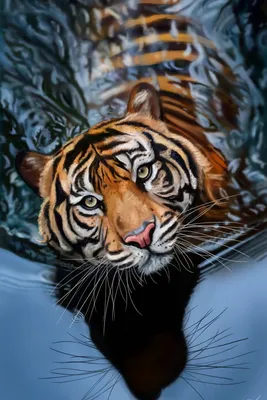 Фотообои Тигр возле воды на стену. Купить фотообои Тигр возле воды в  интернет-магазине WallArt