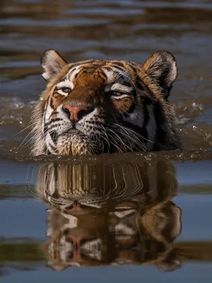 Алмазная мозаика Алмазная мозаика \"Тигр в воде\"