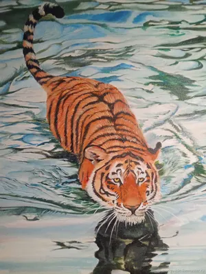 Амурский Тигр В Воде Стоковые Фотографии | FreeImages