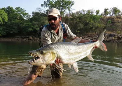 BIG TIGER FISH: Goliath-river monster! Fish that eats crocodiles | facts  about predatory fish - YouTube