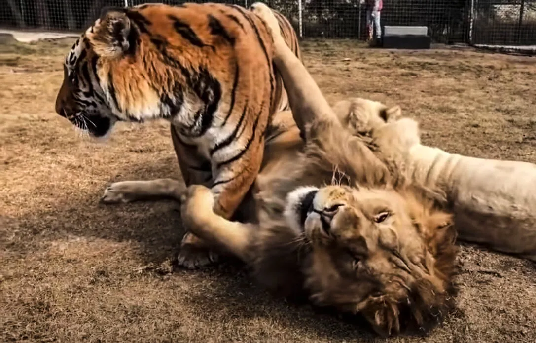 Про лев тигра. Лев против тигра. Амурский тигр против Льва. Тигр vs Лев.