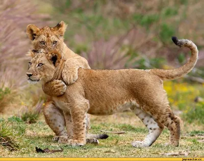 Из зоопарка в Германии сбежали хищники: львы, тигры, ягуар и медведь -  Delfi RU