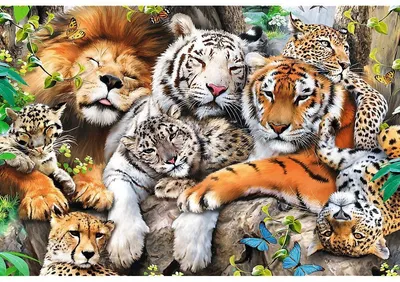 Спасли 50 хищных кошек»: Семья дрессировщика продала все имущество и теперь  живет с тиграми и львами под Выборгом, открыв для них «хоспис» - KP.RU