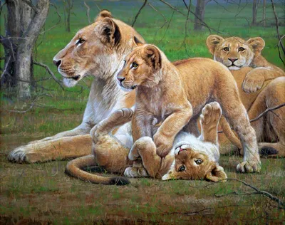 Фотообои Львы и тигры \"Львы отдыхают\" - арт 018060008 | Купить в  интернет-магазине Фото в дом