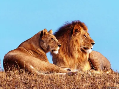 Львы и тигры это такие-же …» — создано в Шедевруме