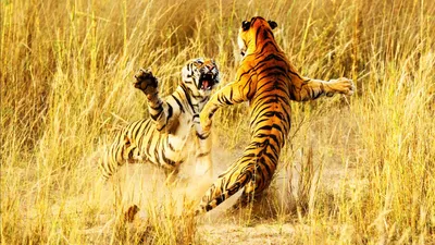 Львы и тигры» — создано в Шедевруме