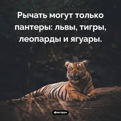 Тигры и львы в природе - картинки и фото koshka.top