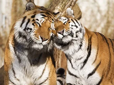 Фотообои Пара тигров на стену. Купить фотообои Пара тигров в  интернет-магазине WallArt