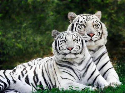 Скачать обои и картинки бенгальские тигры, пара, лежат, трава, белые, тигры  для рабочего стола в разрешении 1280x960