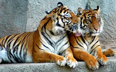 Скачать 1920x1200 тигр, пара, хищники, полосатые, большие кошки обои,  картинки