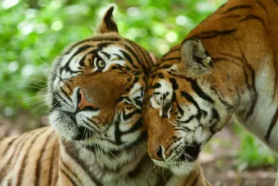 Пара тигров - онлайн-пазл
