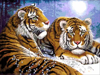 Картинка на рабочий стол тигры, пара 1024 x 768