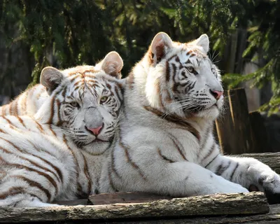 Пара тигров в снегу. Обои с животными, картинки, фото 1600x1200