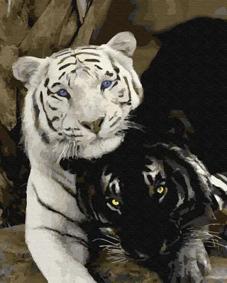 Скачать обои тигр, пара, чувства, tiger, pair разрешение 1600x1200 #111903