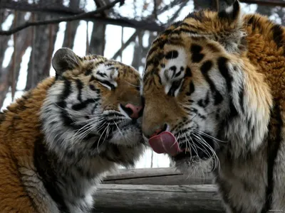 Малайский Тигр Пара Внимание — стоковые фотографии и другие картинки Тигр -  Тигр, Животные в дикой природе, Малайзия - iStock