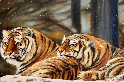 Фотообои 3д животные 368x280 см Пара тигров на черном фоне (21403P10) +клей  купить по цене 1400,00 грн
