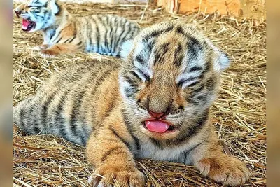 У пары бенгальских тигров Веги и Барсика из Нижегородского зоопарка  родились тигрята. Только посмотрите на них! | Sobaka.ru