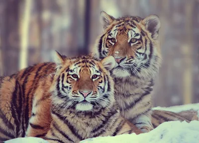 тигр сибиряка пар стоковое фото. изображение насчитывающей влюбленность -  8343996