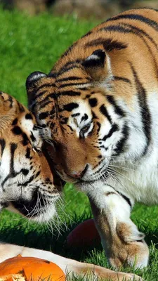 Зоопарк тигр арт - 60 фото