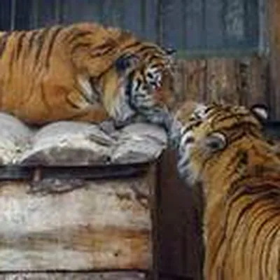 В канун Дня влюбленных в Омске амурские тигры начали целоваться - KP.RU
